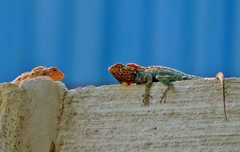 Agama kirkii