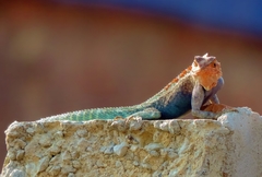 Agama kirkii