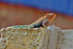 Agama kirkii
