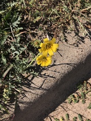 Engelmannia peristenia