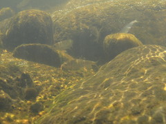 Opsariichthys evolans