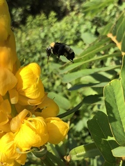 Bombus pensylvanicus