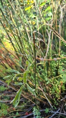 Pelargonium gibbosum