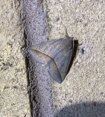 Argyrostrotis flavistriaria