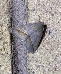 Argyrostrotis flavistriaria