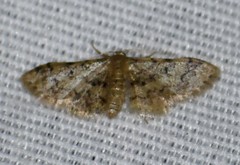 Idaea pervertipennis