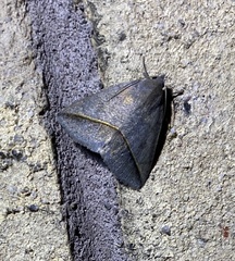 Argyrostrotis flavistriaria