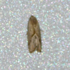 Micrathetis tecnion