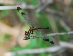 Sympetrum infuscatum