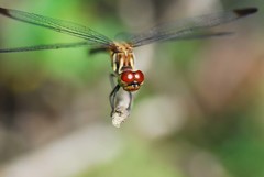 Sympetrum infuscatum
