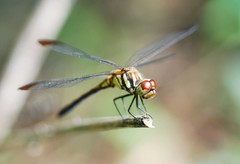 Sympetrum infuscatum