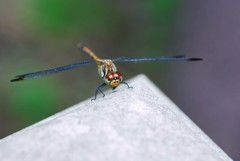 Sympetrum infuscatum