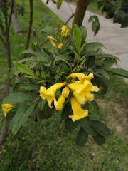 Tecoma stans