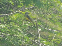 Tyrannus melancholicus