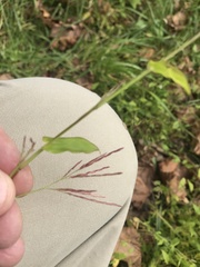 Arthraxon hispidus hispidus