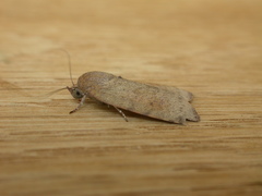 Austrocarea iocephala