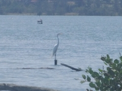 Ardea alba