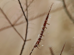Eubranchus putnami