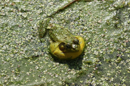 Green Frog