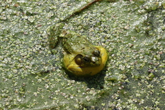 Green Frog photo 5