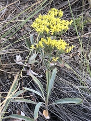Eriogonum brevicaule