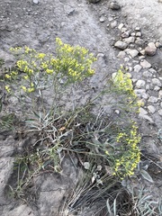 Eriogonum brevicaule