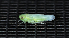 Chlorotettix viridius