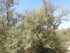 Tamarix gallica