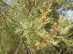 Tamarix gallica