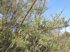 Tamarix gallica