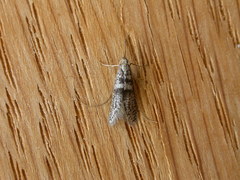 Ceromitia iolampra