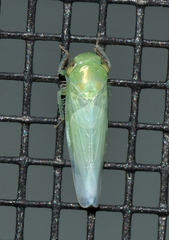Chlorotettix viridius