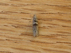 Ceromitia iolampra