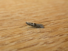 Ceromitia iolampra