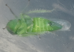 Chlorotettix viridius