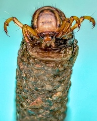 Odontoceridae