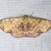 Semaeopus marginata - Photo 由 Jon McIntyre 所上傳的 (c) Jon McIntyre，保留部份權利CC BY-NC