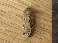 Proteuxoa bistrigula