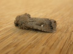 Proteuxoa bistrigula