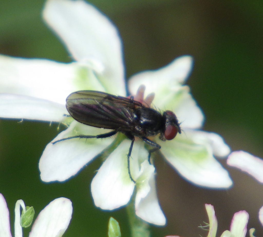 Morinia doronici