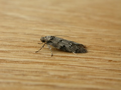 Oecophorinae