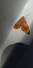 Eubaphe