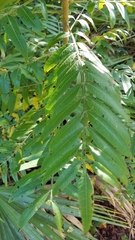 Rhus copallina image