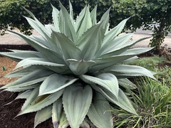 Agave ovatifolia