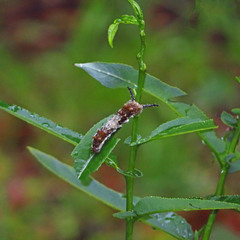 Limenitidini