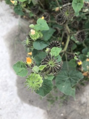 Abutilon theophrasti