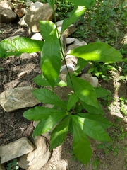 Cordia alliodora