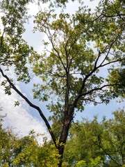 Cordia alliodora
