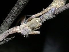 Heteropoda pingtungensis