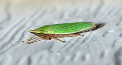 Draeculacephala robinsoni